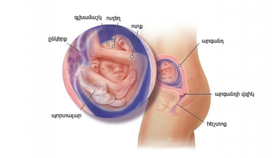 Հղիության 19-րդ շաբաթ