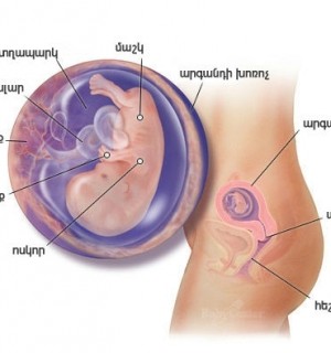 Հղիության 11-րդ շաբաթ