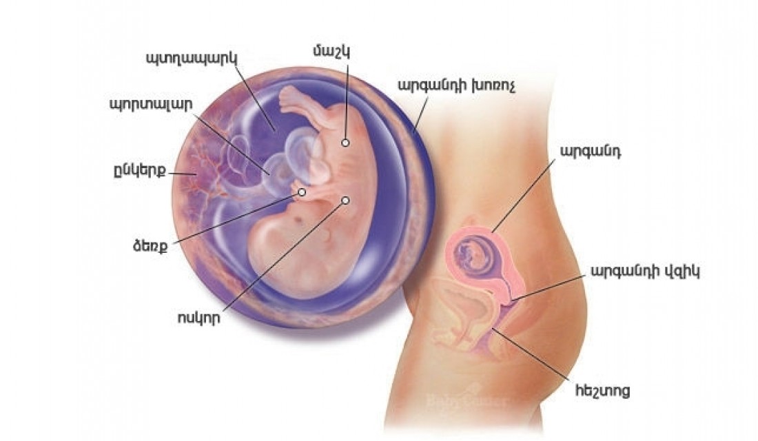 Հղիության 11-րդ շաբաթ