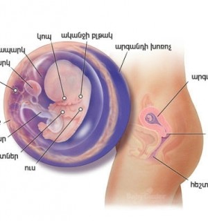 Հղիության 9-րդ շաբաթ