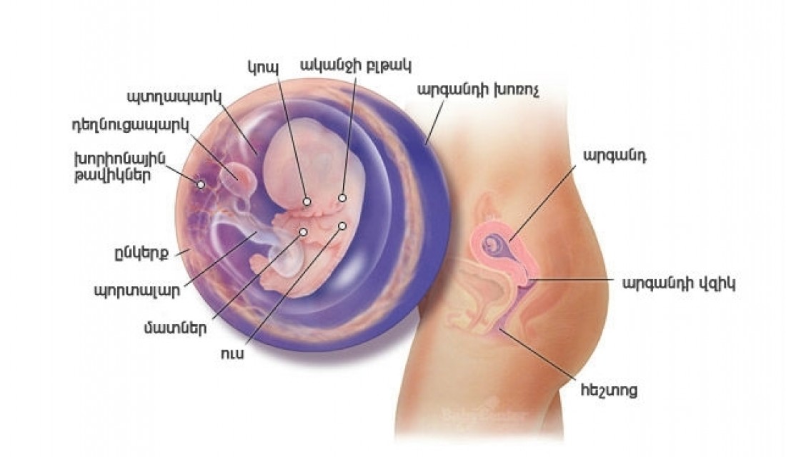 Հղիության 9-րդ շաբաթ