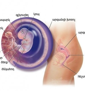 Հղիության 8-րդ շաբաթ