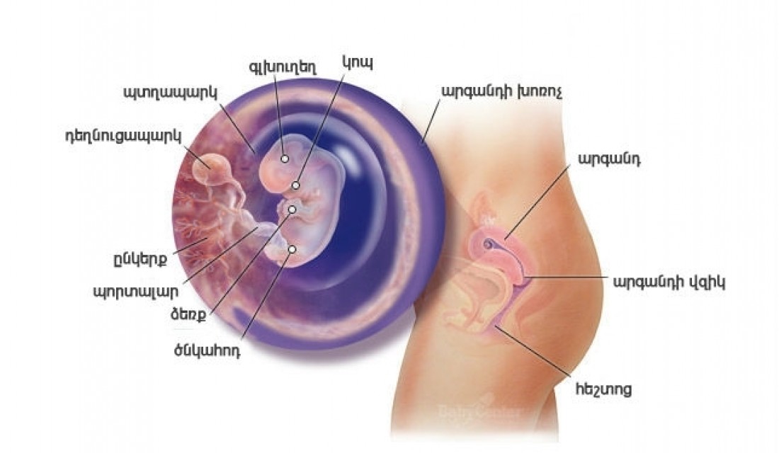 Հղիության 8-րդ շաբաթ