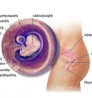 Հղիության 7-րդ շաբաթ