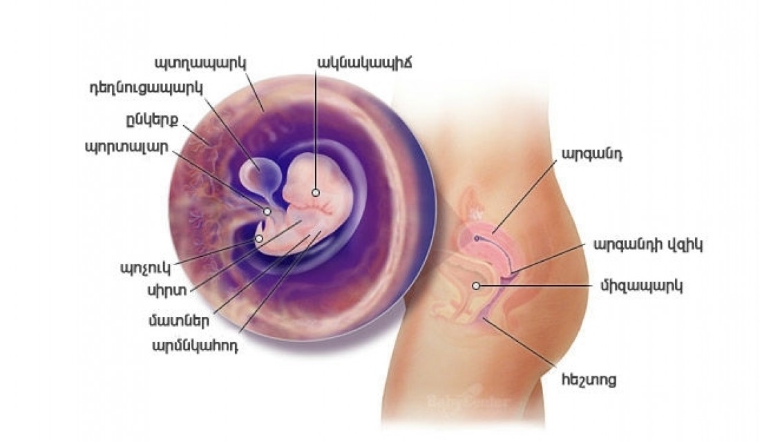 Հղիության 7-րդ շաբաթ