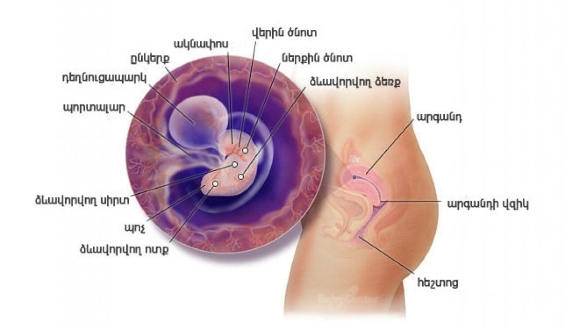 Հղիության 6-րդ շաբաթ