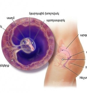 Հղիության 5-րդ շաբաթ