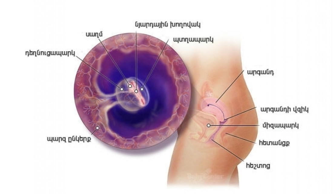 Հղիության 5-րդ շաբաթ