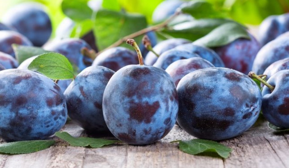 ՍԱԼՈՐ․ օգտակար հատկություններն ու հակացուցումները