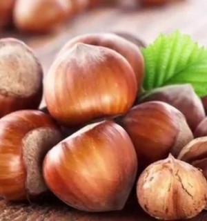 Պնդուկ․ օգտակար հատկությունները