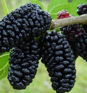 Թութ․ օգտակար և վնասակար հատկությունները