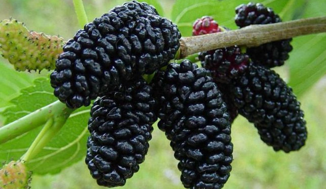Թութ․ օգտակար և վնասակար հատկությունները