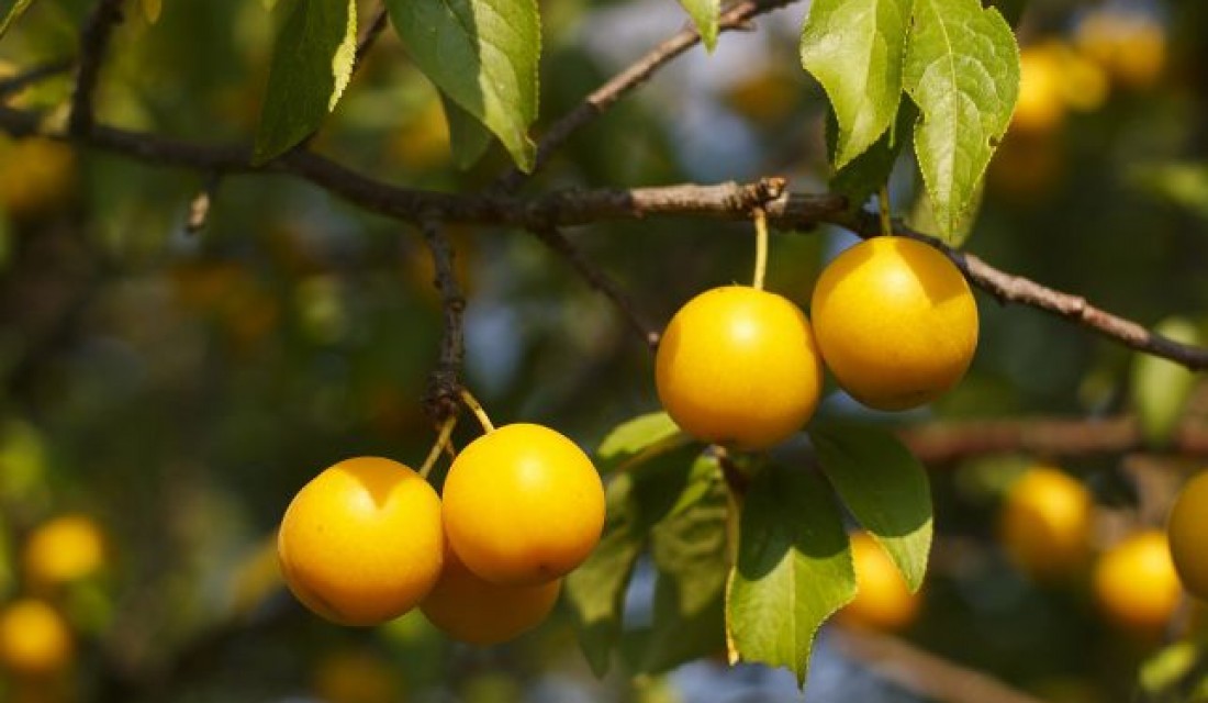 Սալոր (ալիչա)․ օգտակար և վնասակար հատկությունները