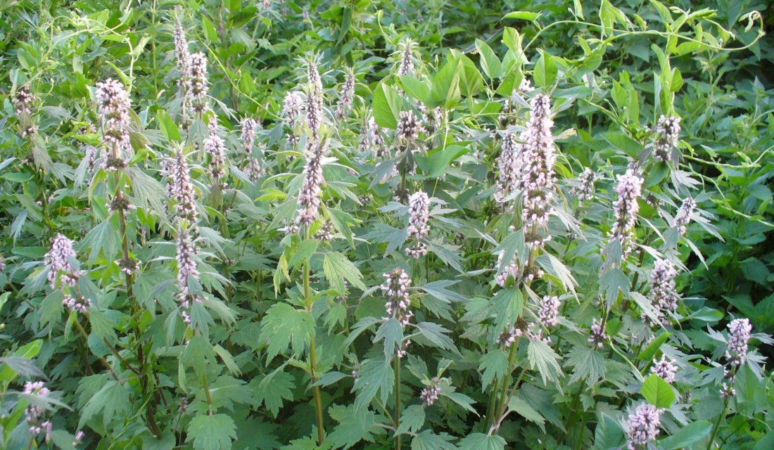 Առյուծագի (պուստիրնիկ)․ օգտակար և վնասակար հատկությունները