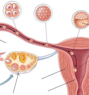 Ինչպե՞ս որոշել ձվազատման օրը սոնոգրաֆիայի միջոցով